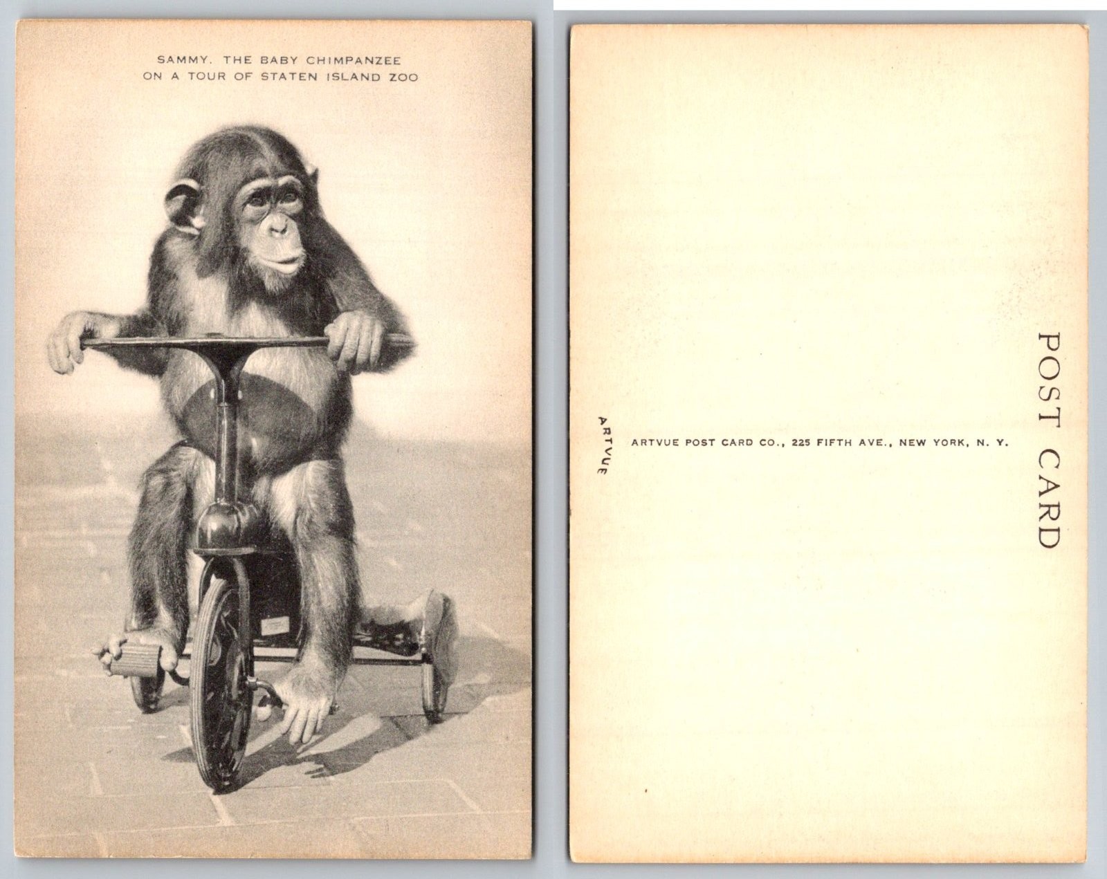 Staten Island New York Zoo Sammy Chimpanzee Horn Instrument Postcard