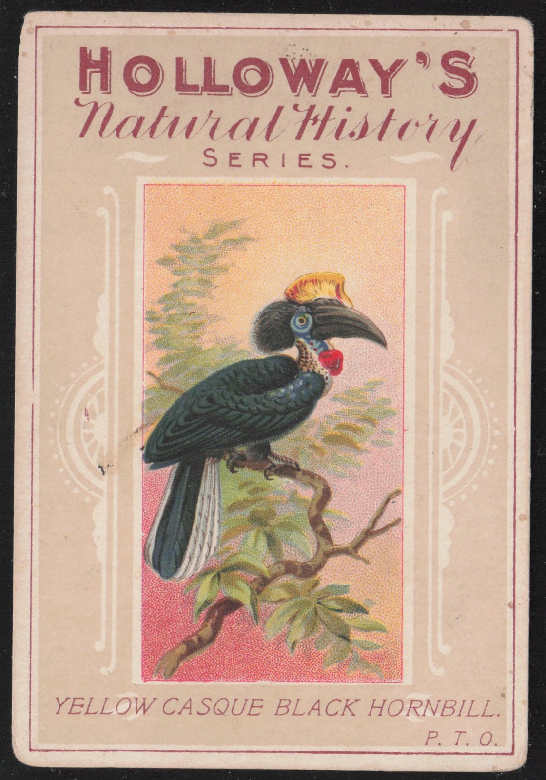 Yellow Casque Black Hornbill 1930s Holloway\'s Natural History Series Birds #5