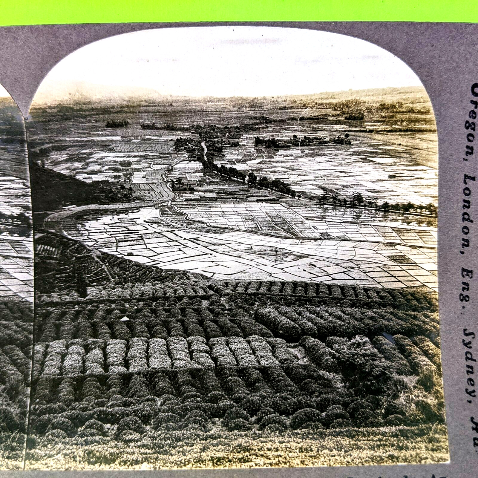 c1910s Shizuoka, Japan Tea & Rice Farms Birds Eye Real Photo Stereo Card V4