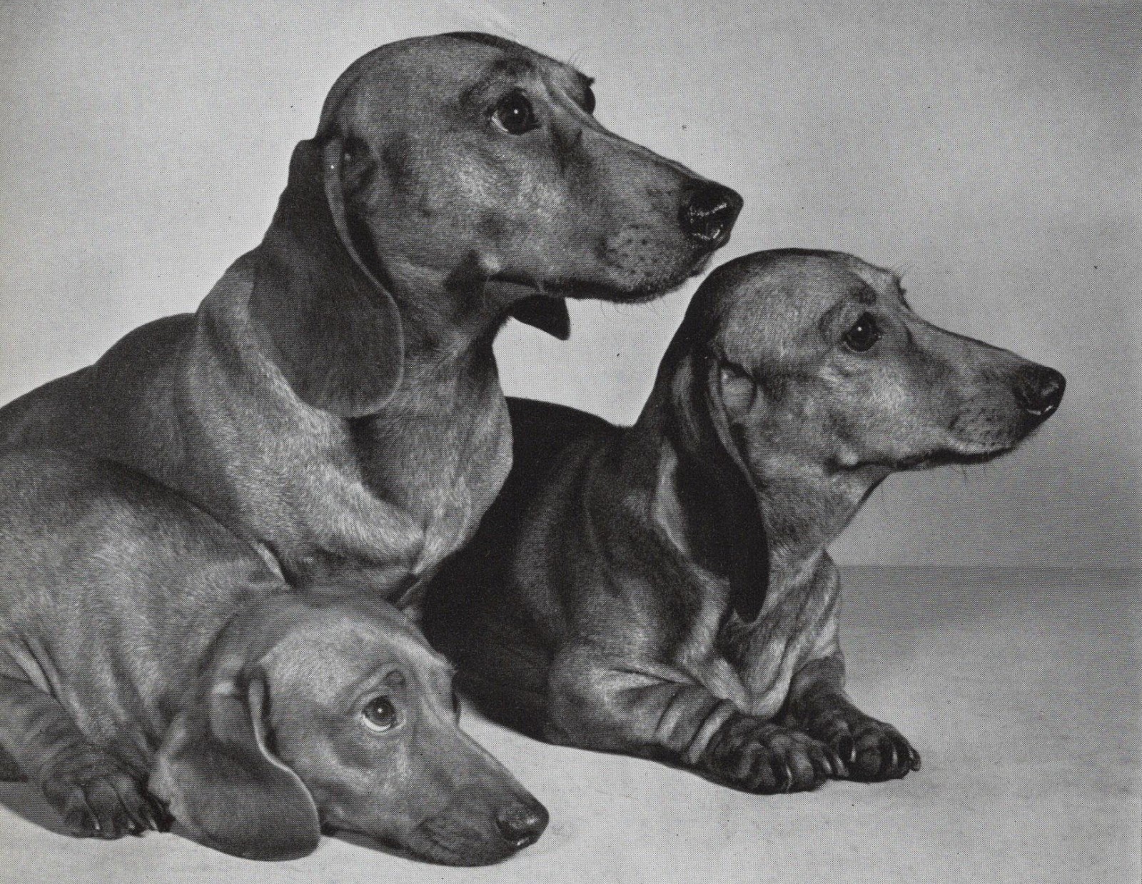 Dachshund 