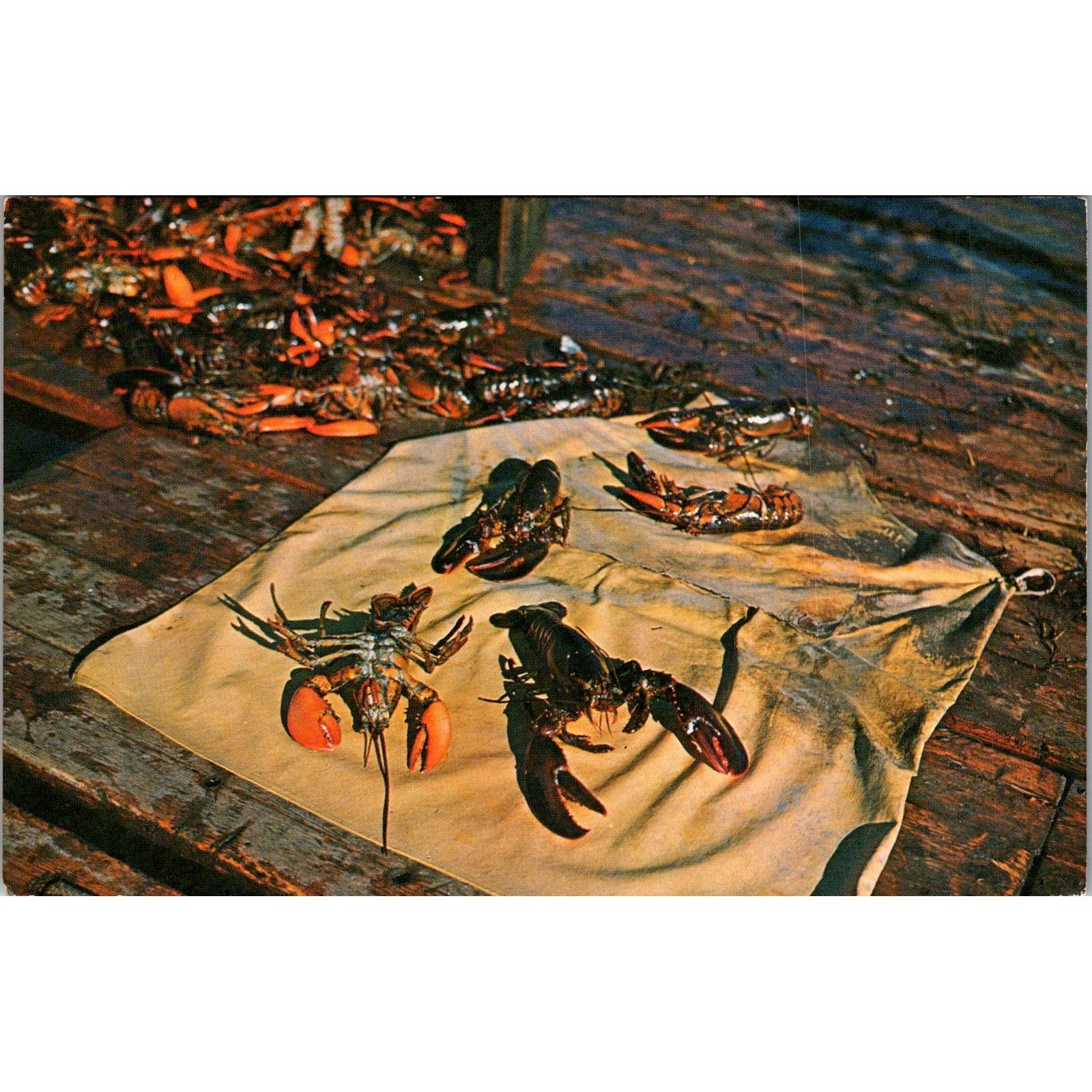 Live Maine Lobsters Just Caught From The Sea Vintage Postcard SP10-1
