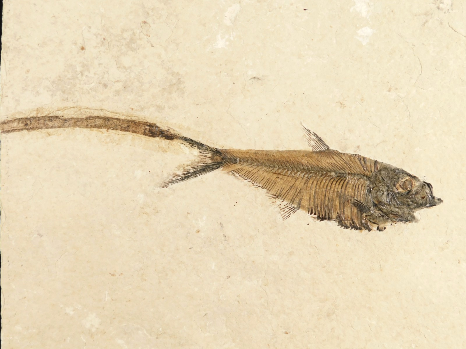 Diplomystus FISH Fossil With a TWIG or Branch Fossil in BIG Matrix Wyoming 2676g
