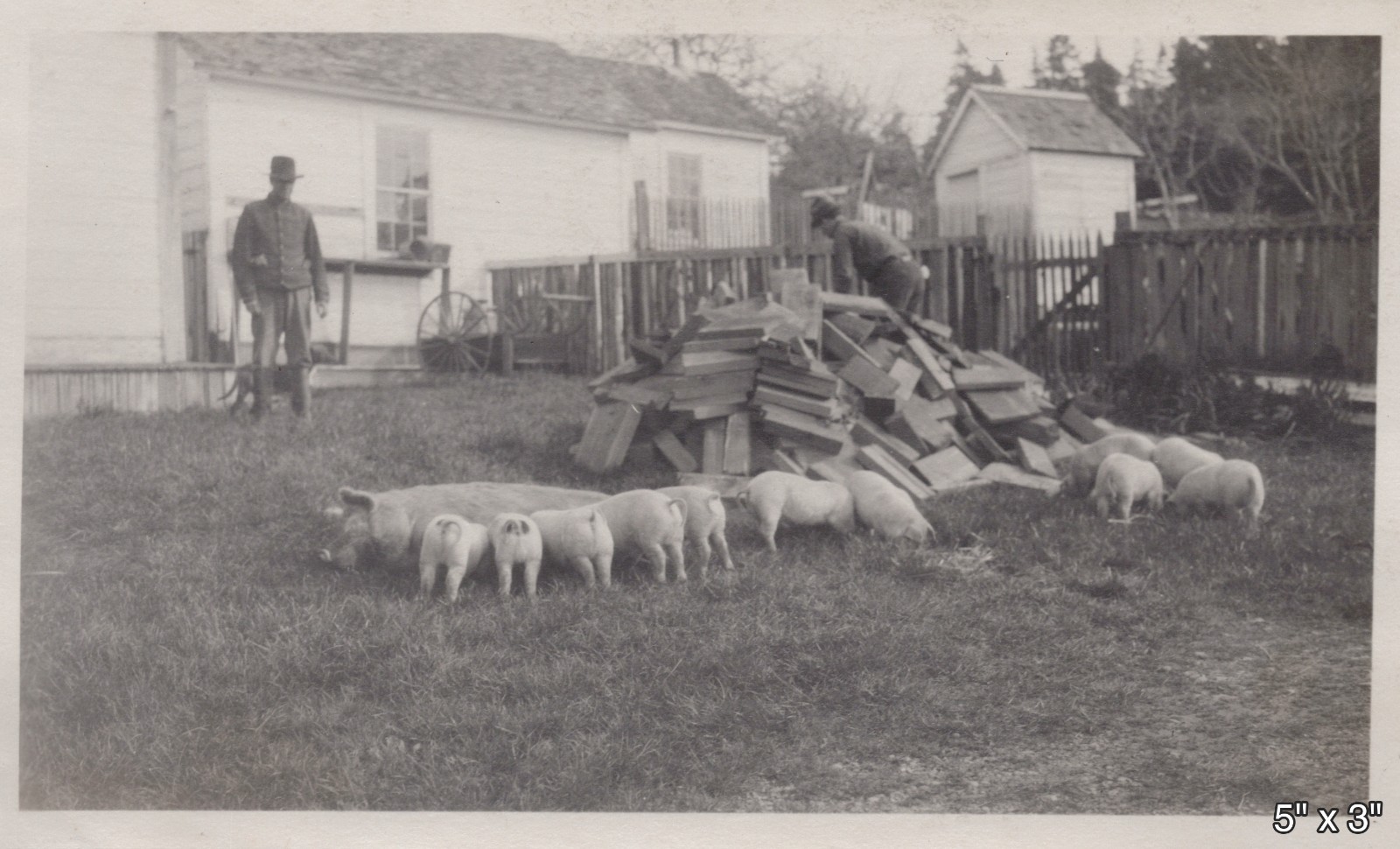 1927 Mendocino California Farm Pigs Piglets Hogs Woodpile Man VINTAGE PHOTO