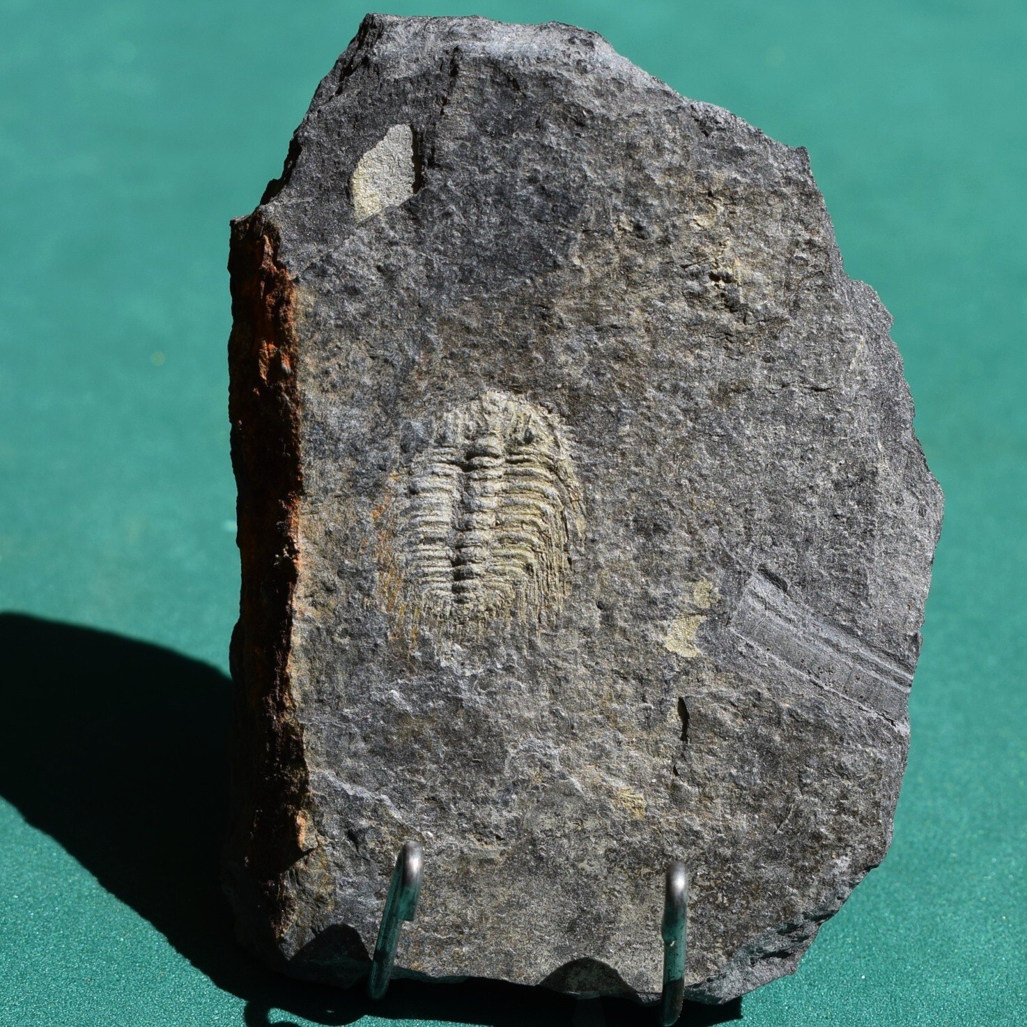 Trilobite: Kettneraspis aracana - rare Bolivia silurian trilobite fossil