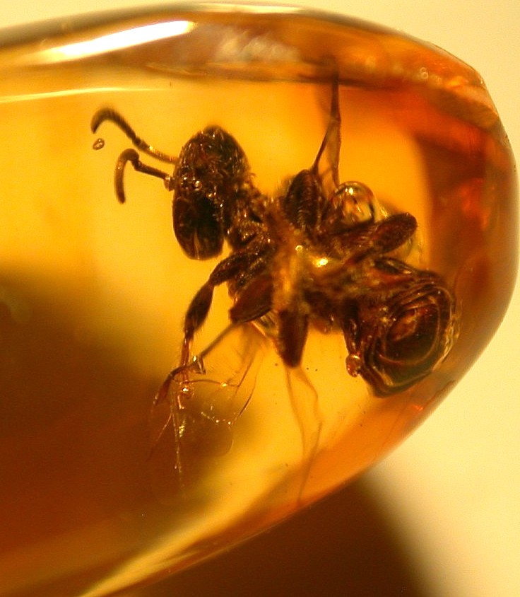 Superb Extinct True Bee in Dominican Amber Fossil Los CaCaos Mines