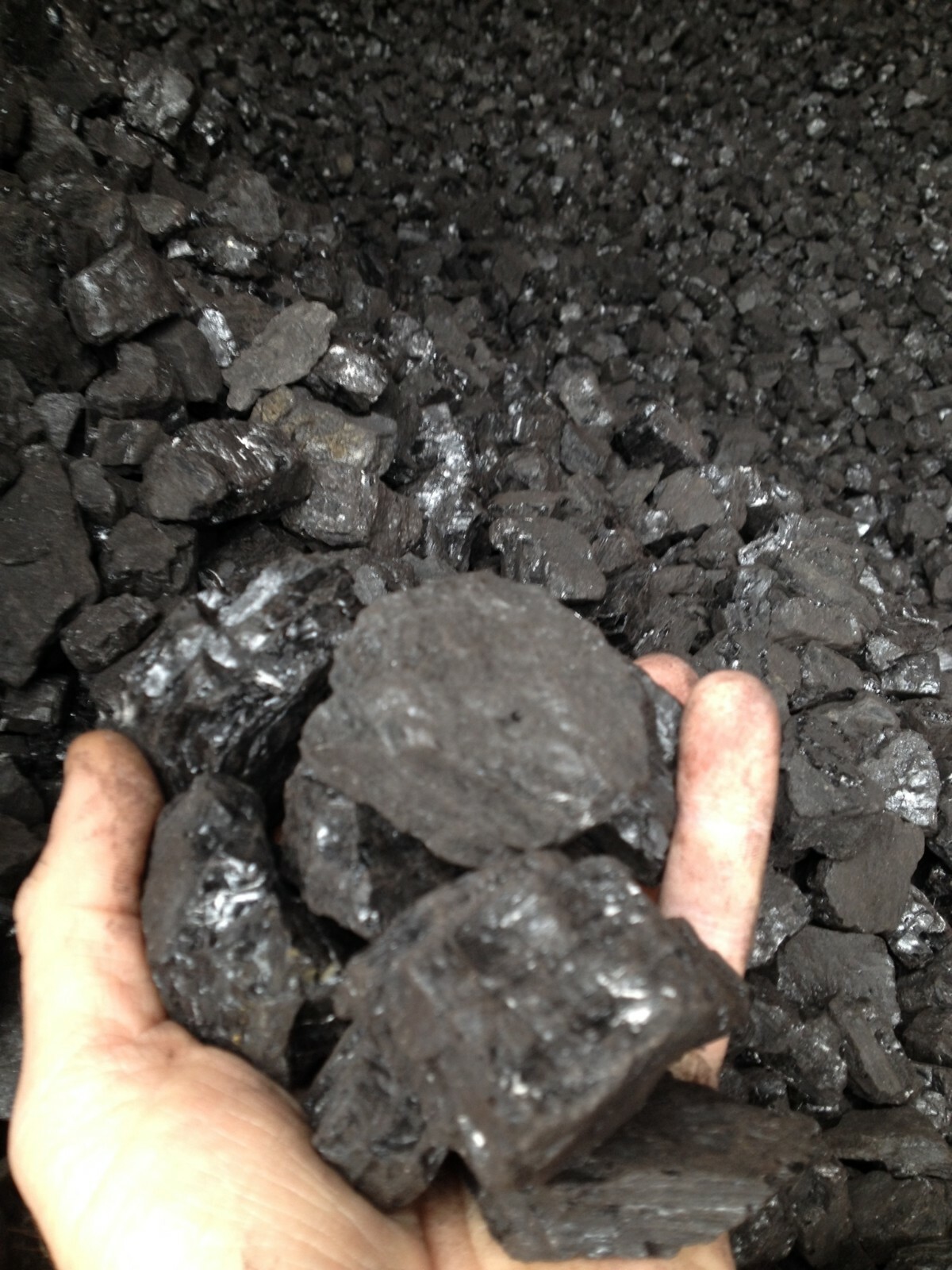 Bituminous Coal Blacksmith Coal (25lbs.) Bituminous Coal Blacksmith Coal (25lbs.)