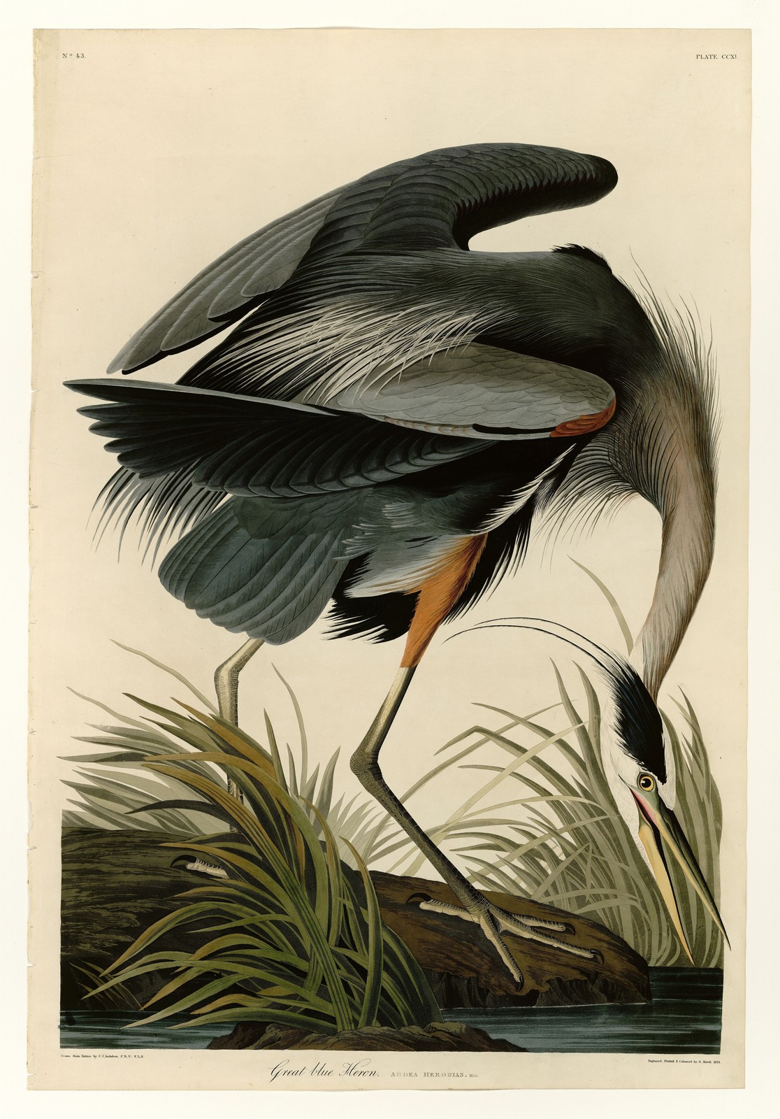 Great Blue Heron Vintage Birds of America Audubon Reprint Wall Art Great Blue Heron Vintage Birds of America Audubon Reprint Wall Art
