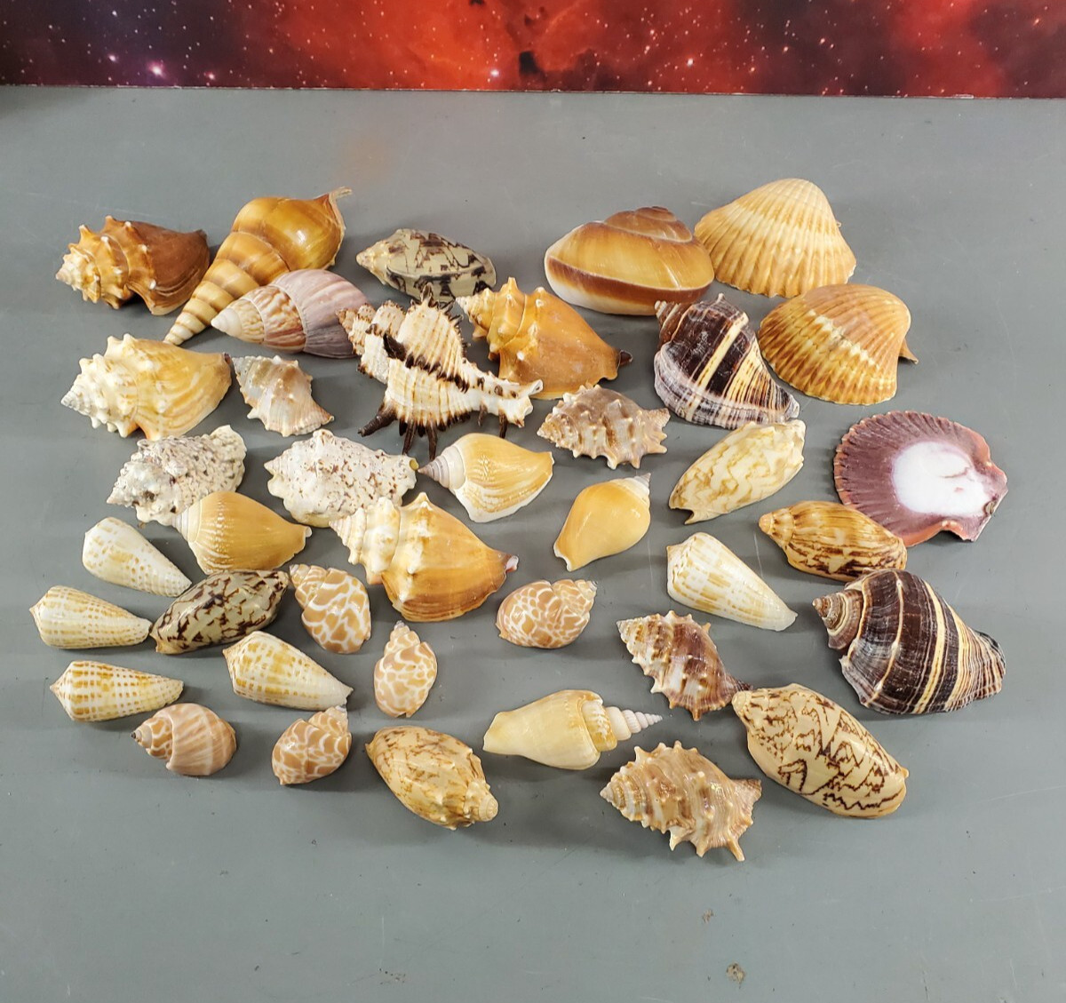 MIXED NATURAL SEASHELL 39pc ASSORTED LOT MOON SNAIL MONEY COWRIE SHINBONE CONCH