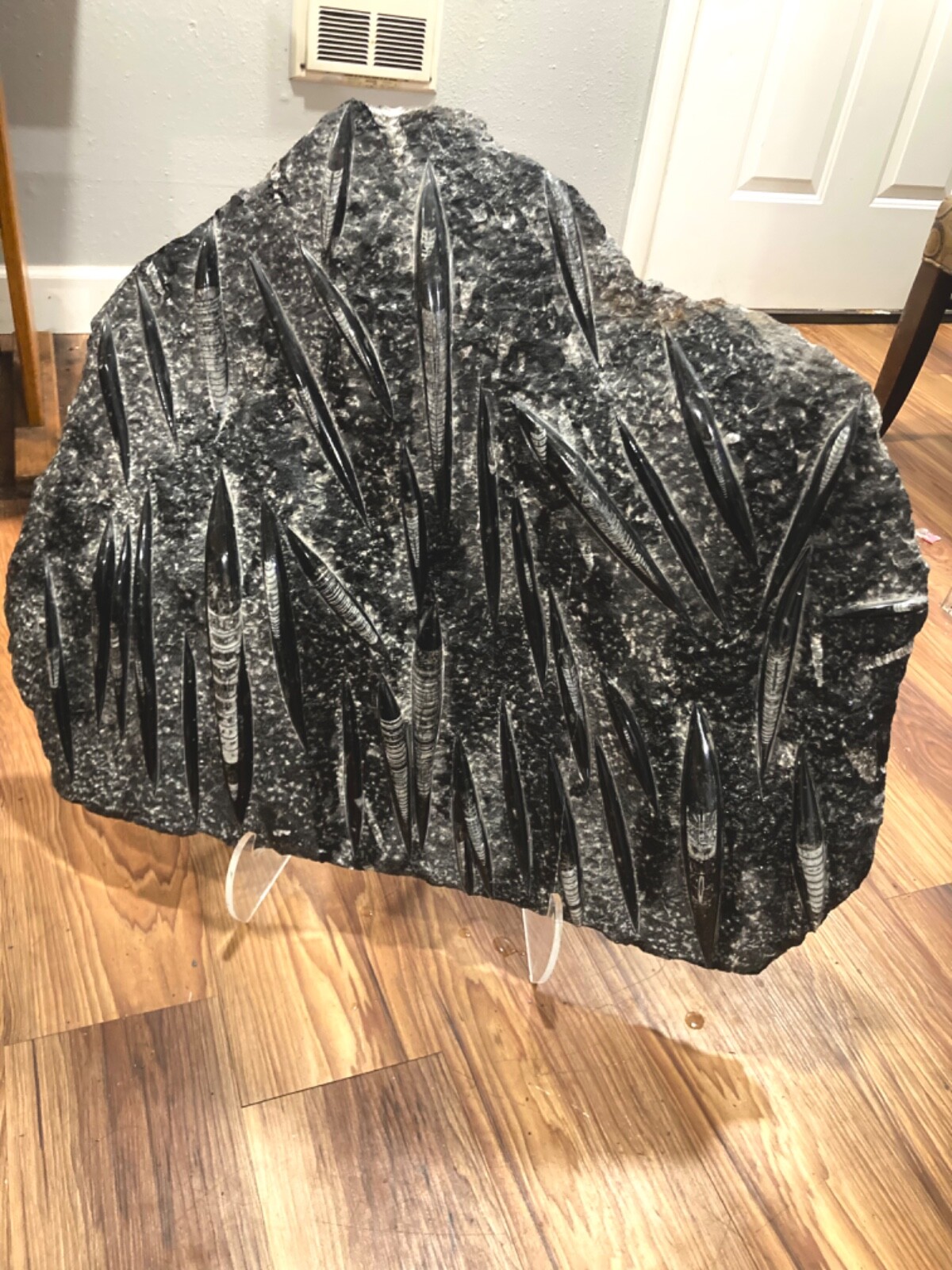 orthoceras fossil 24”x30” piece with stand. Outstanding condition 