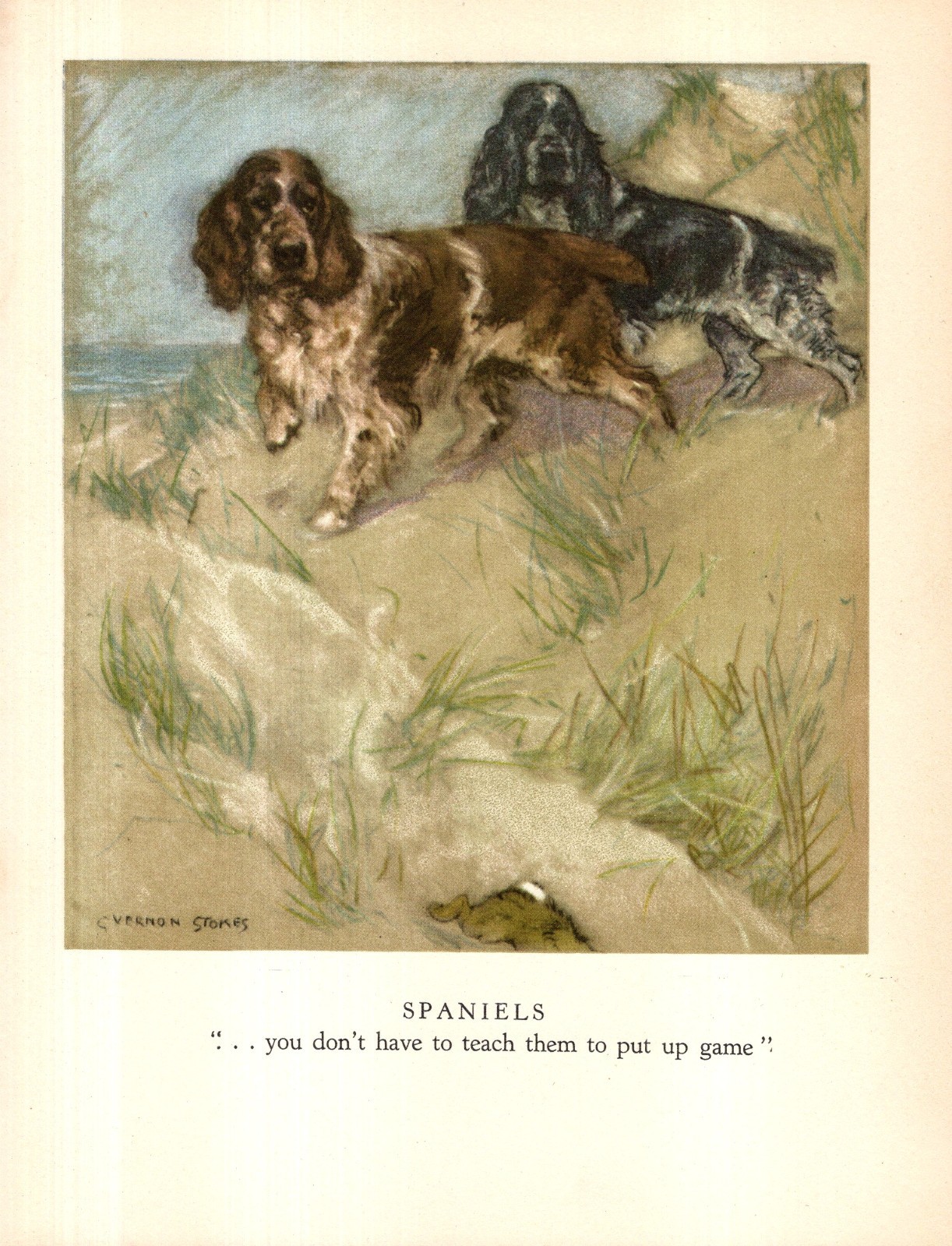 1947 Antique Springer Spaniel Print Cocker Spaniel Print Vernon Stokes Art 6869a