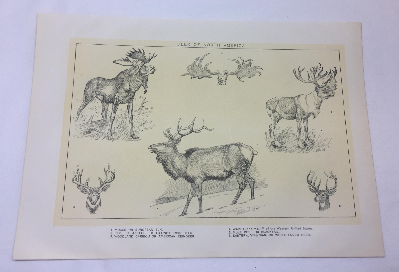 1918 print ~ DEER OF NORTH AMERICA