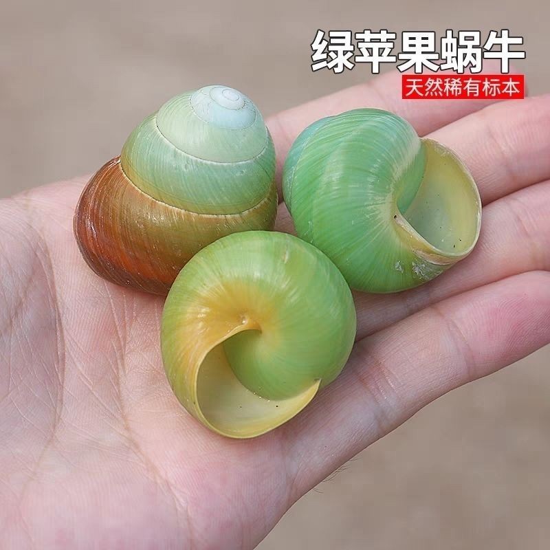 3-4CM Snail Shell Natural Shell with Natural Color Hermit Crab Replacement 3PC