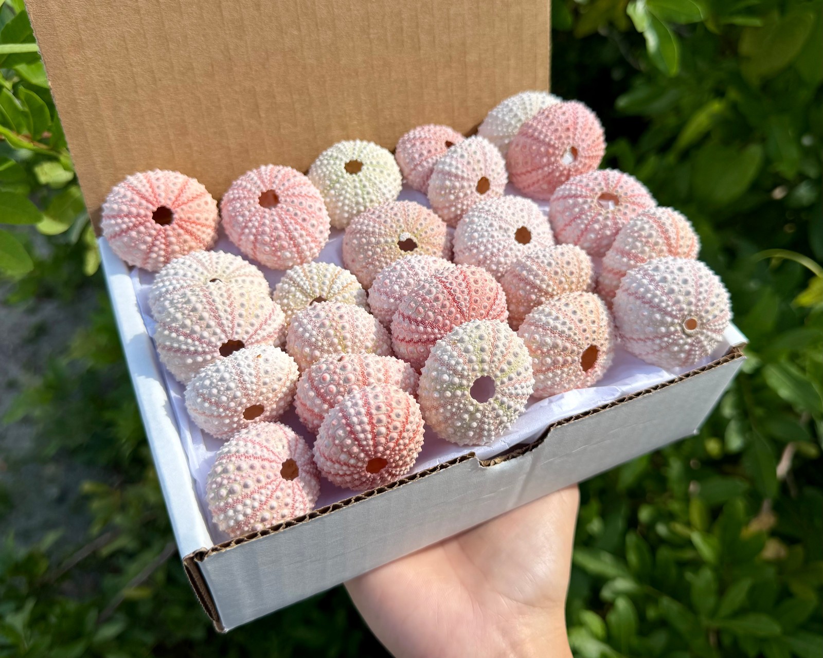 25 Pack Gift Box Natural Pink Sea Urchins 1.5-2 25 Pack Gift Box Natural Pink Sea Urchins 1.5-2