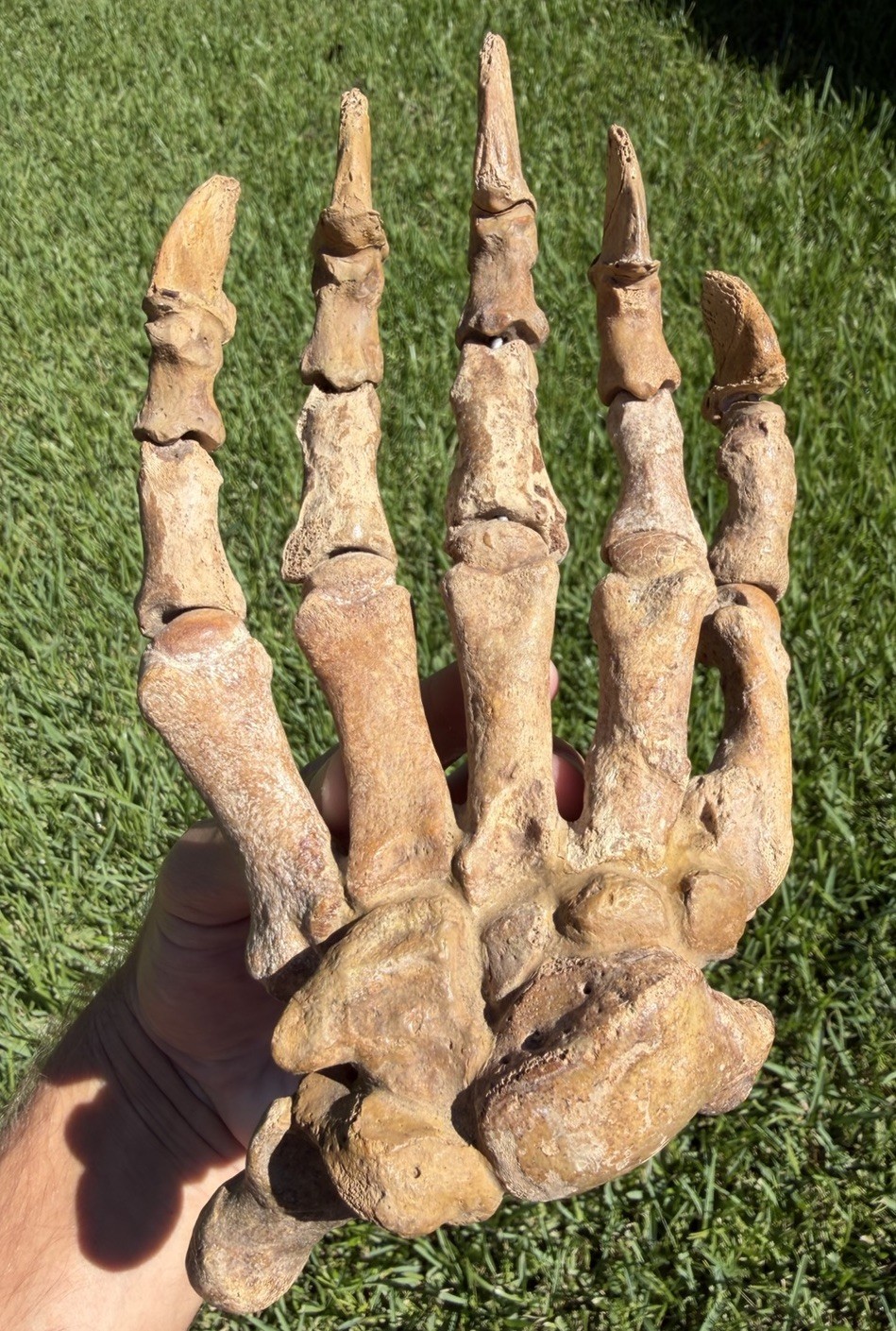 Ice Age XL Wide Fossil Cave Bear Paw (Ursus spelaeus) from Russia