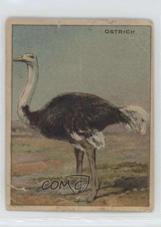1909-11 Hassan Animals Series Tobacco T29 Ostrich 14rq