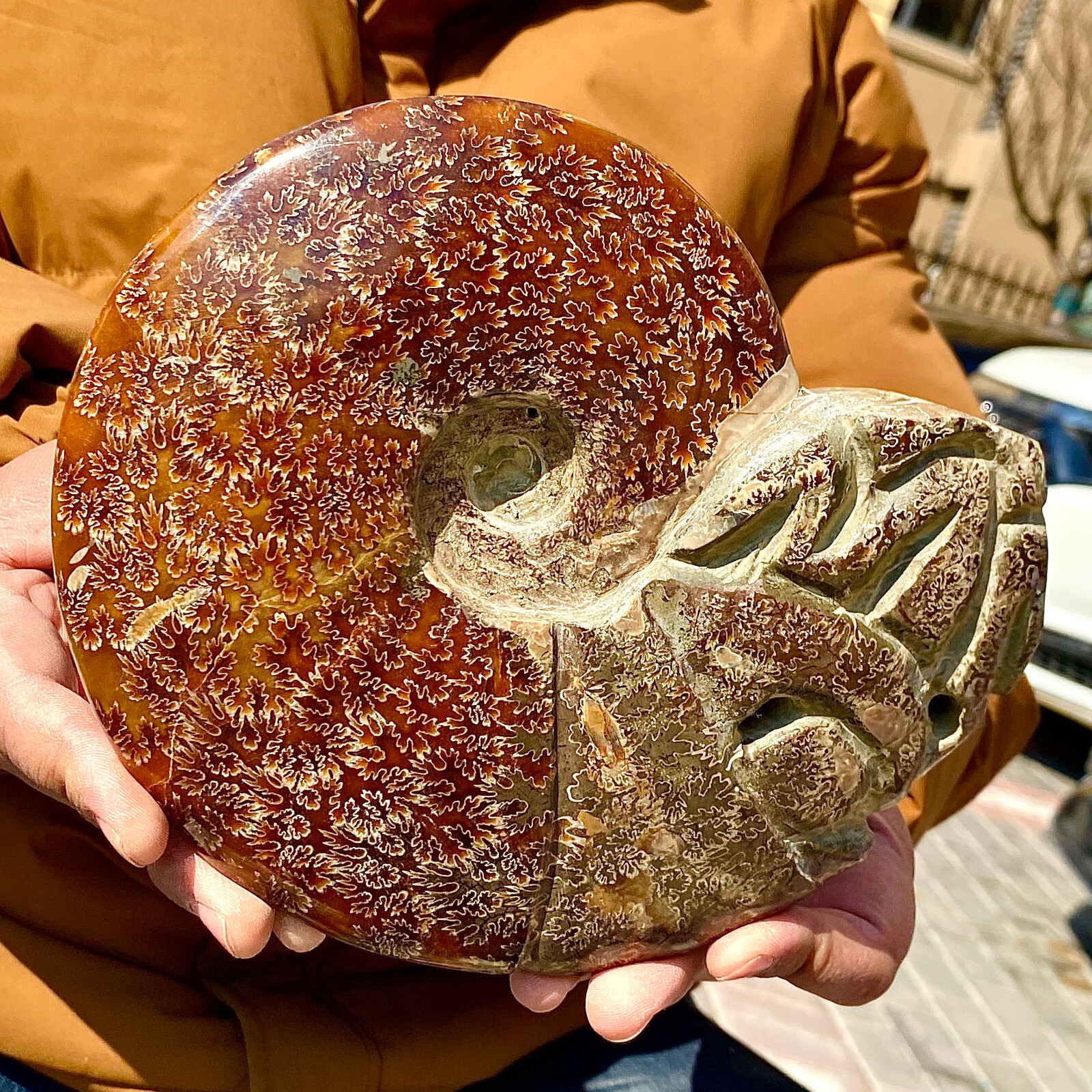 4.33LB Rare natural polished Natural conch fossil specimens of Madagascar