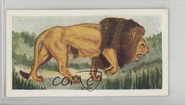 1954 Neilson\'s Chocolate Interesting Animals Lion #3 0j8f