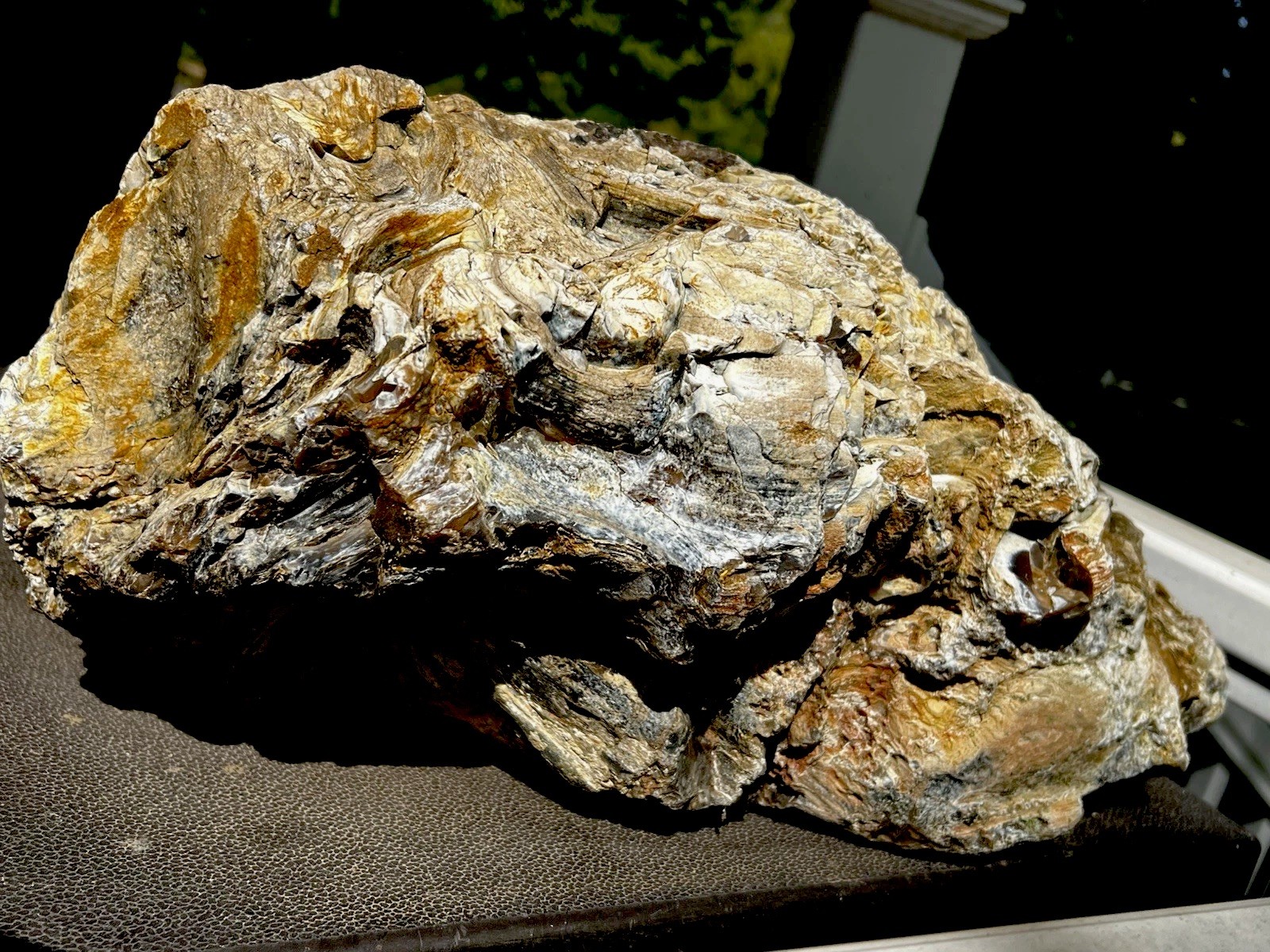 Rare Massive Wyoming Petrified Wood ~ 80 lbs  20” × 12” × 9” – Display Specimen