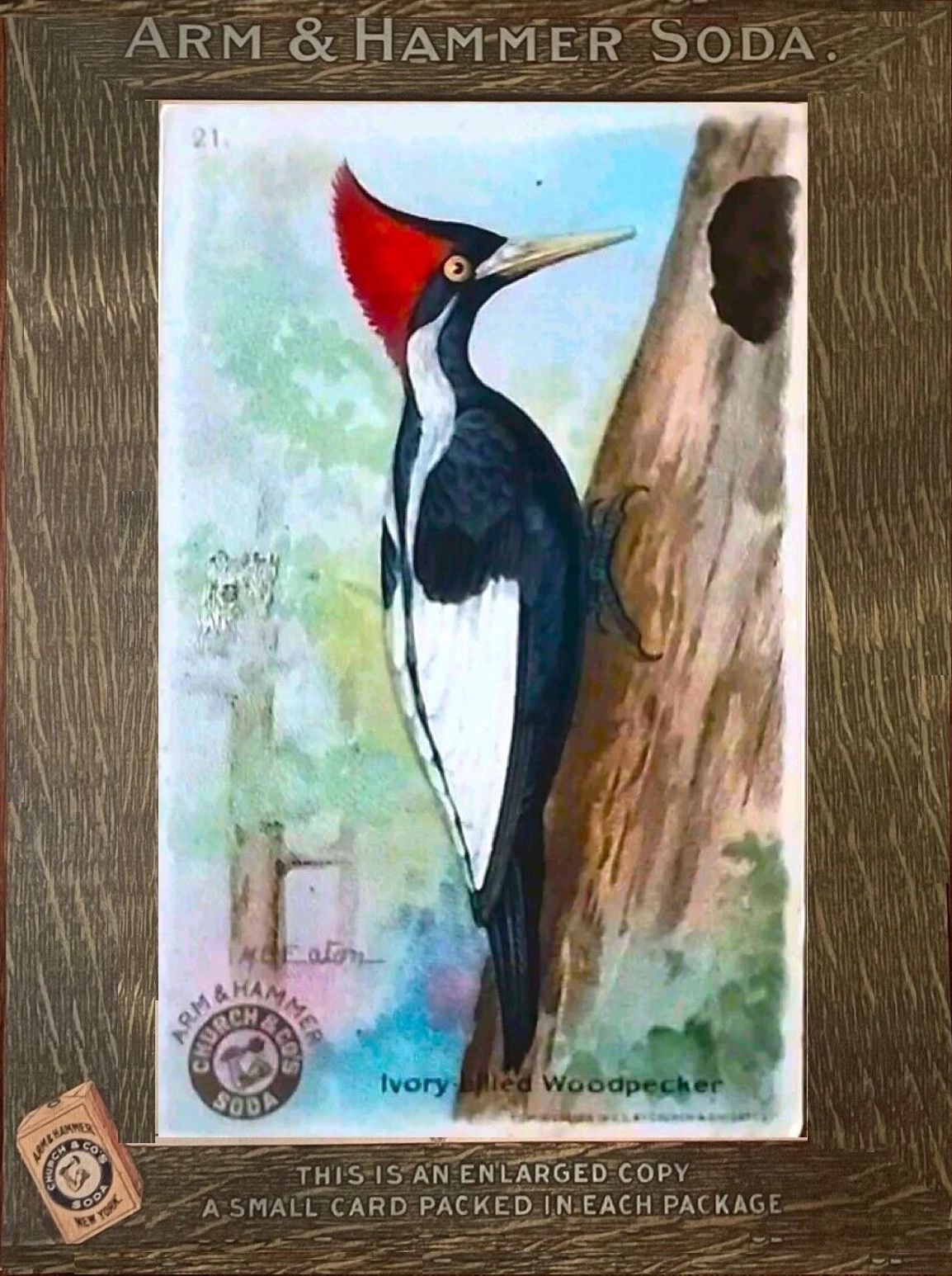Ivory- Billed Woodpecker  Arm & Hammer Store Display Card Merchant Sign NEW NEW