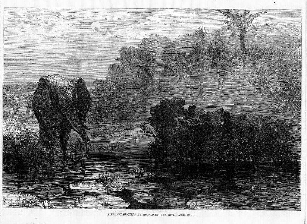 ELEPHANT HUNTING SHOOTING BY MOONLIGHT, SPORTSMEN HUNT