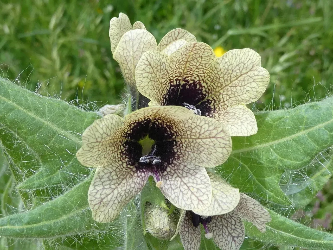 Hyoscyamus Niger 30 Seeds – Black Henbane – Rare Historic Medicinal Herb Hyoscyamus Niger 30 Seeds – Black Henbane – Rare Historic Medicinal Herb