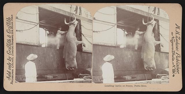 Photo:Ponce Puerto Rico 1900s Loading Cattle Ship Stereoview