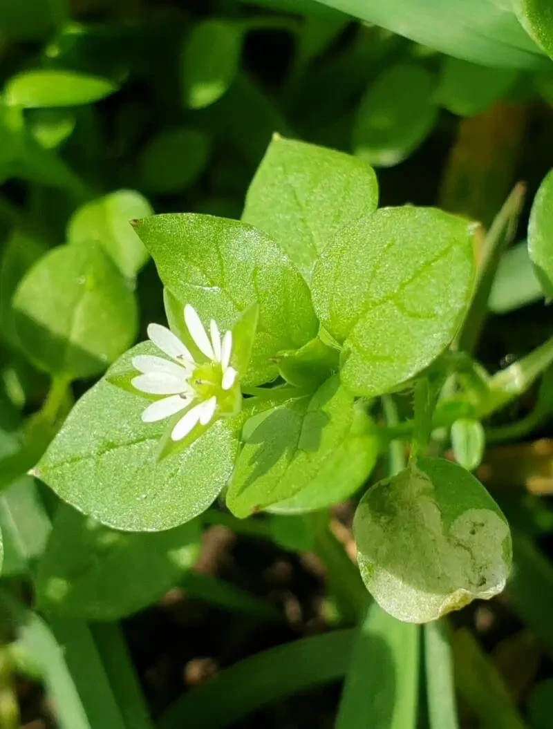 Chickweed 100 Seeds | Stellaria media | Edible Wild Herb Plant