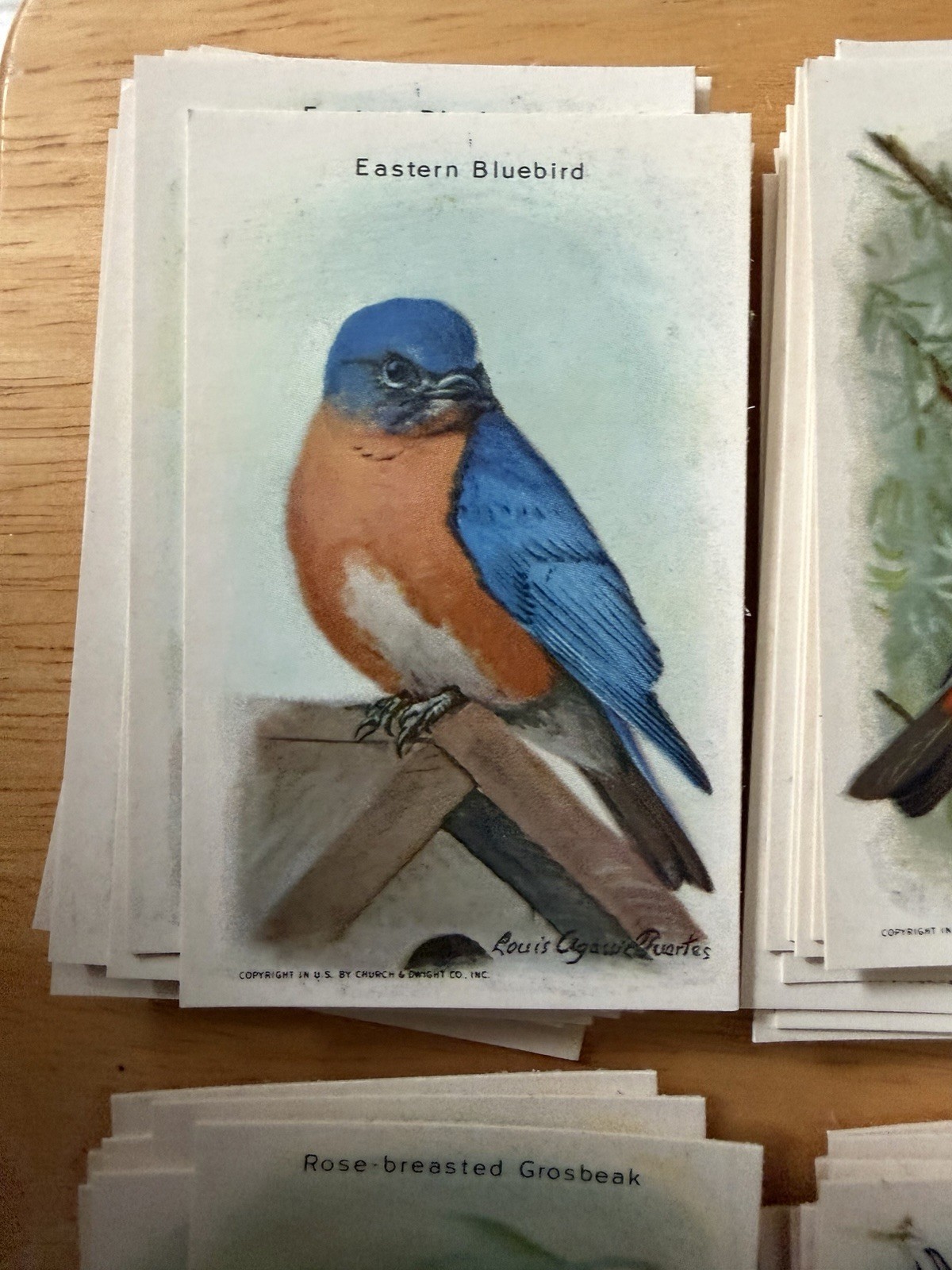 1938 Church & Dwight Useful Birds of America Complete Set 15 Cards 9th Series