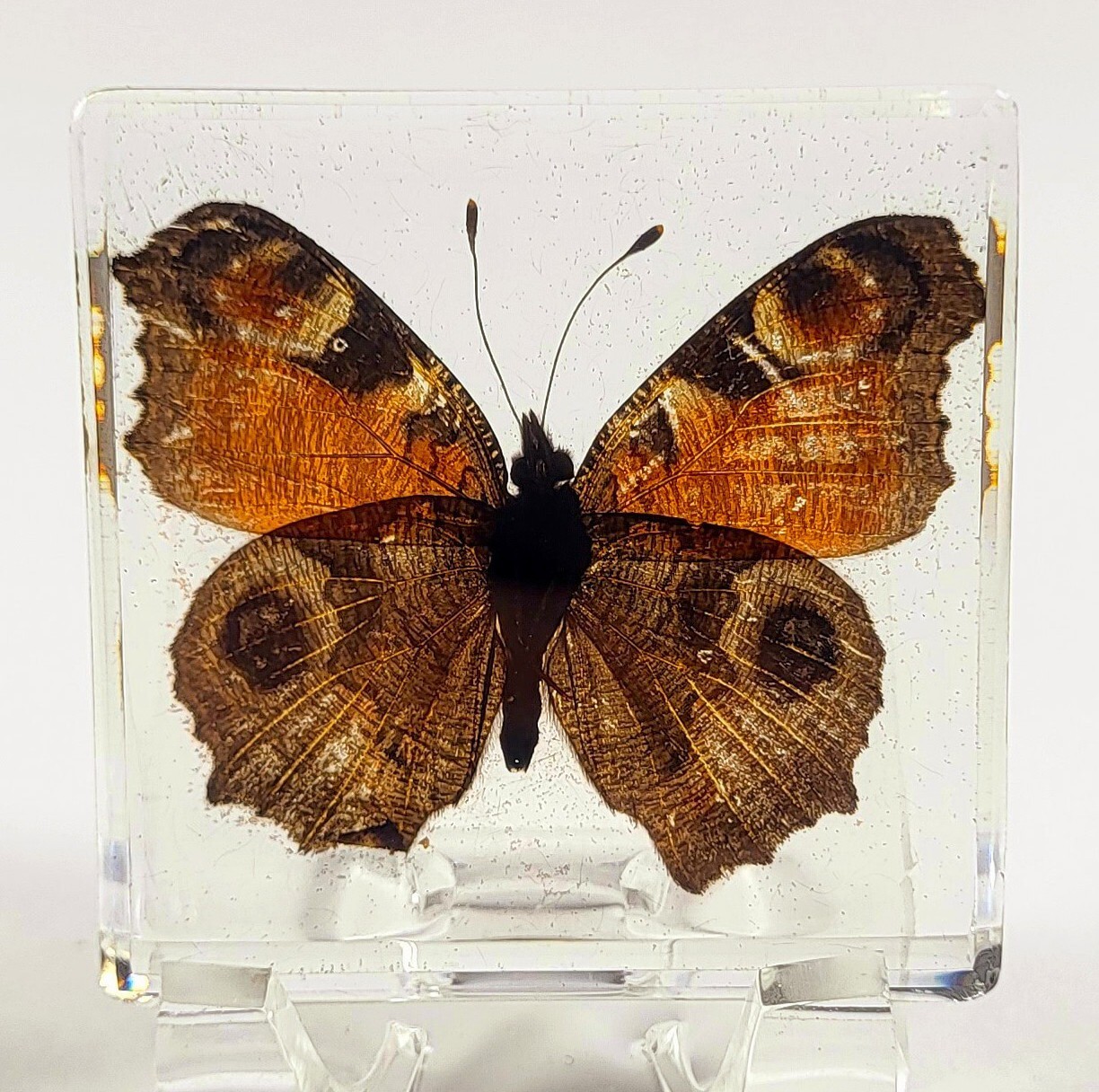 48mm Real Peacock Pansy Butterfly in Clear Lucite Resin Preserved Junonia Almana