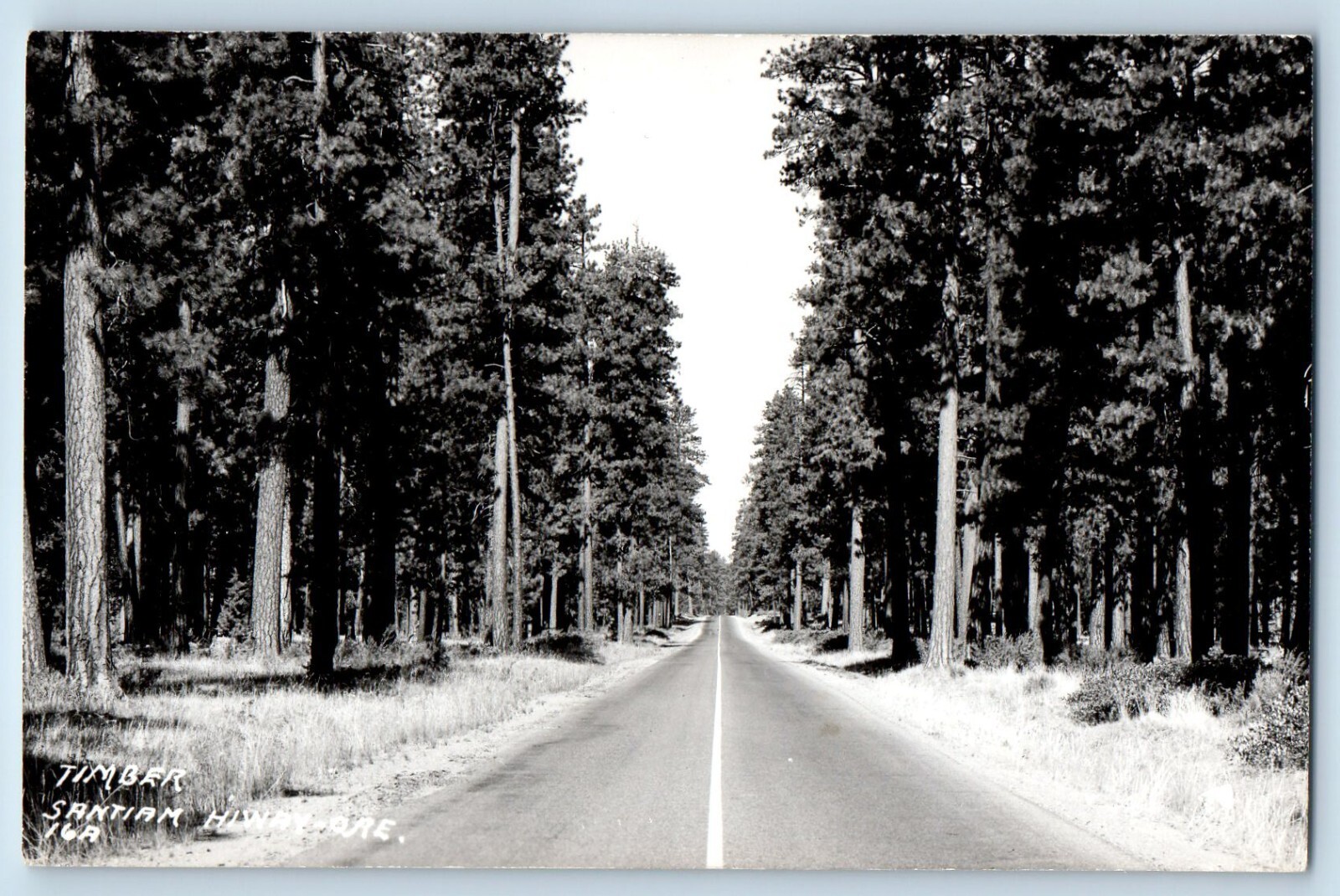 Oregon OR Postcard RPPC Photo Timber Santiam Highway Trees Scene c1950\'s