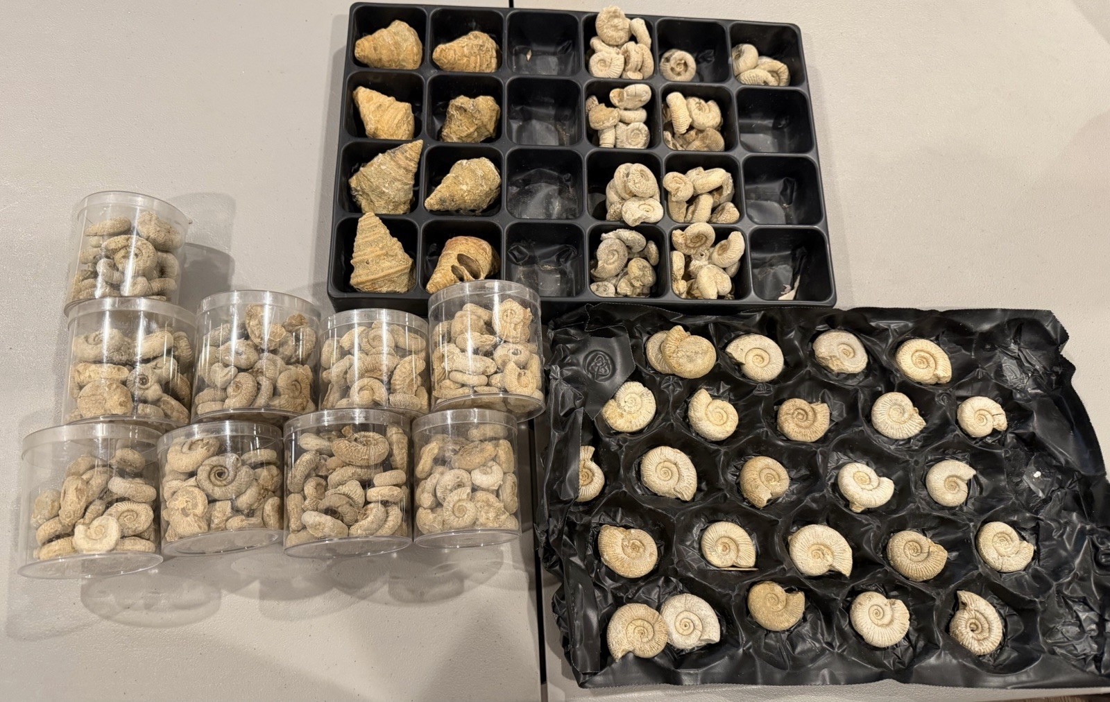 LOT OF 100\'s France NICE Middle Jurassic Fossil Ammonites Perisphinctes + More LOT OF 100\'s France NICE Middle Jurassic Fossil Ammonites Perisphinctes + More
