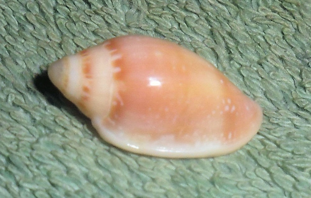 Special Collection Sale BL RFM 84971 Marginella aurantia Lamarck 1822 20.2mm F+