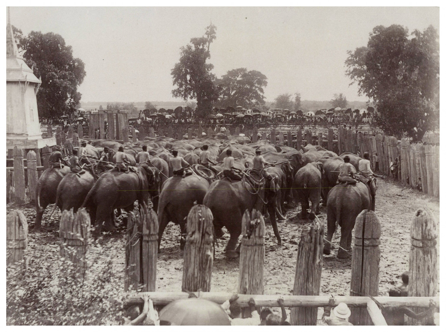 Siam, Aynthia, Elephant Hunting Vintage Albumen Print Albumen Print 15.5x