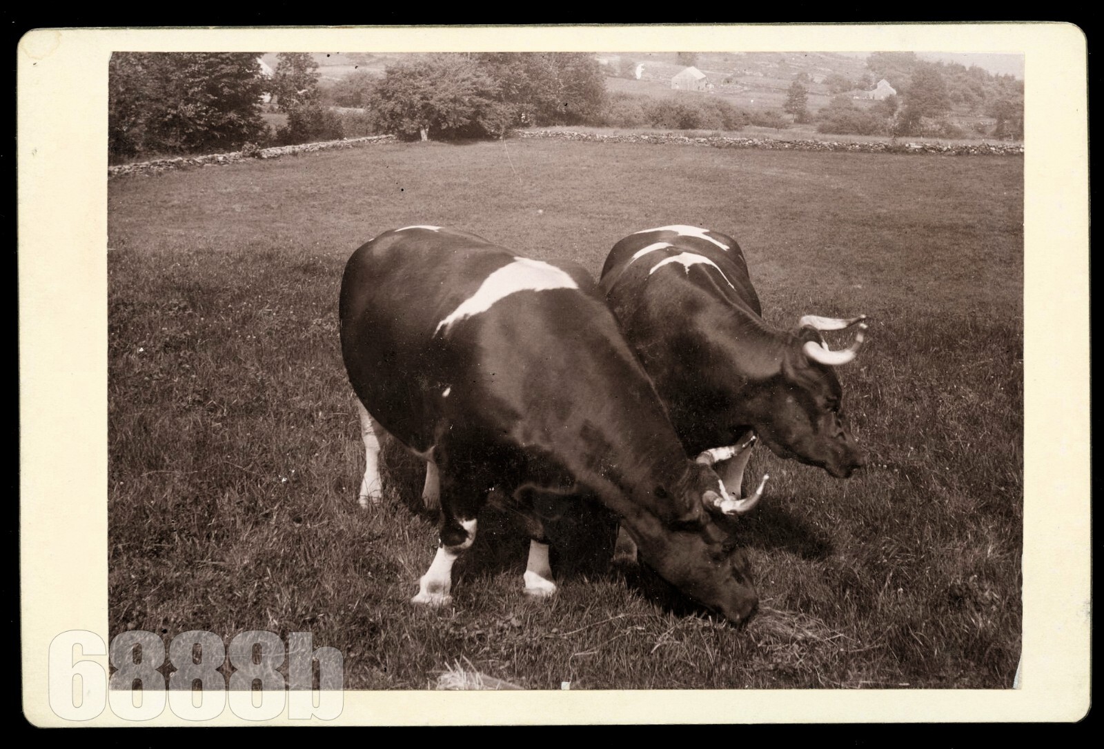 Rare Jim Avery's GIANT OXEN Massachusetts Cabinet Card 1800s Livestock Bull Cow