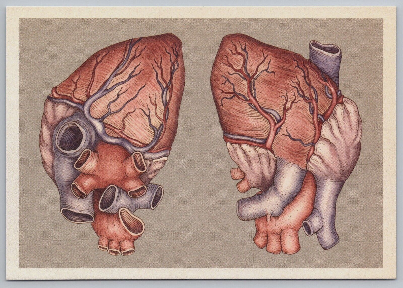 Human Heart Anterior Posterior Views Anatomicum Anatomy Museum Art Postcard B17