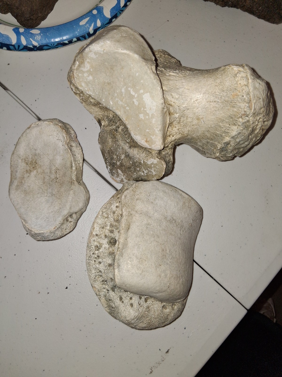 RARE MUSEUM QUALITY MEGAFAUNA GMP ASSOCIATED FOSSILS LOOK👀👀 RARE MUSEUM QUALITY MEGAFAUNA GMP ASSOCIATED FOSSILS LOOK👀👀