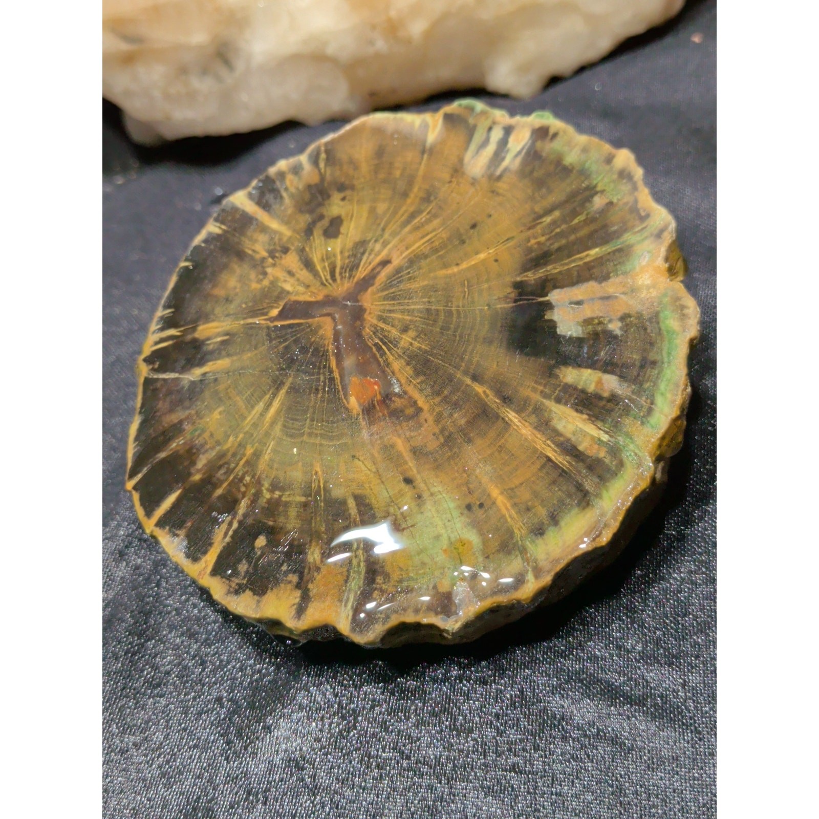 Zimbabwe Petrified Wood Slab Specimen End Cut (15.3oz)
