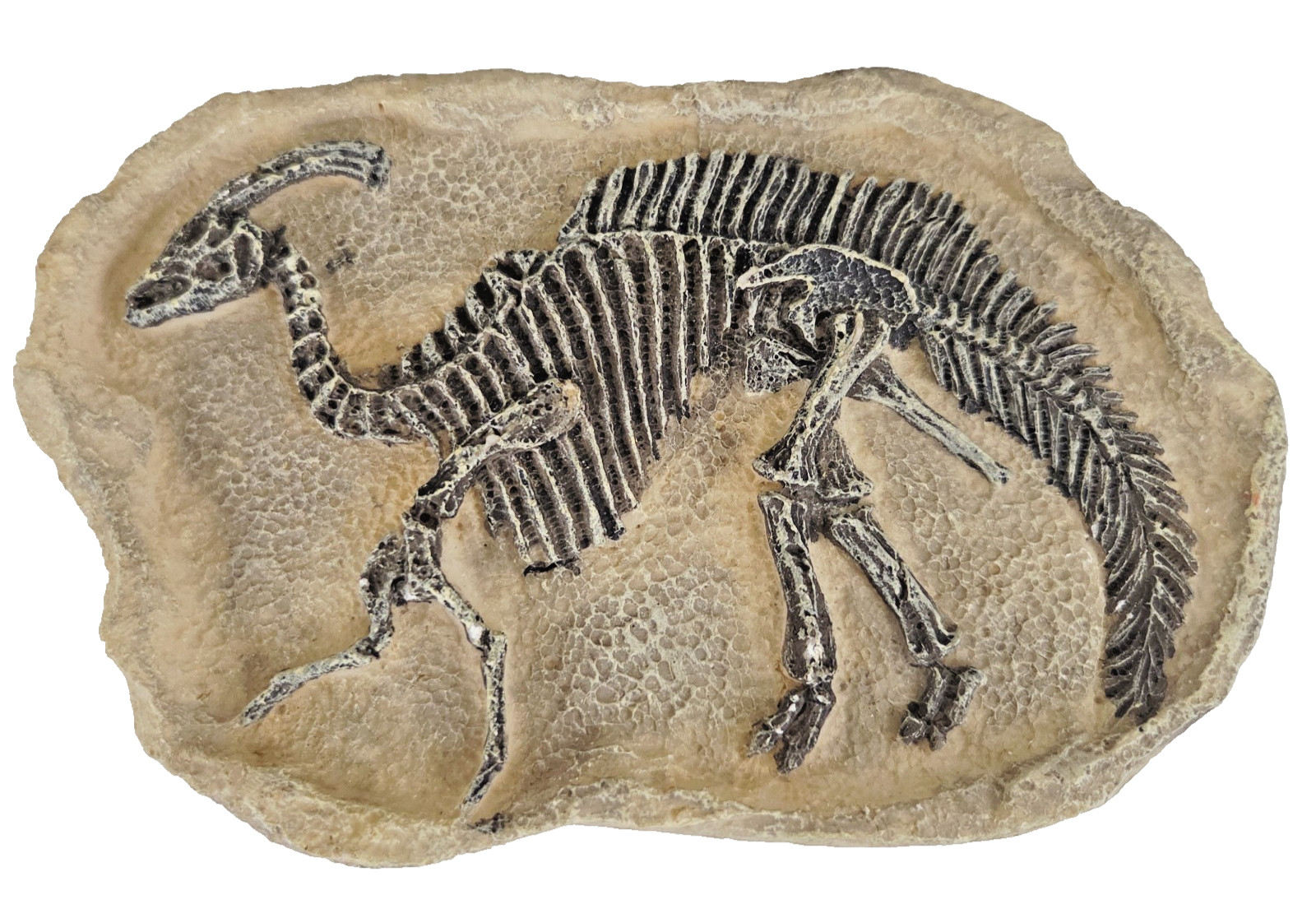 Dinosaur Fossil Plaque Duck-billed Parasaurolophus Wall Hang 3D Decor 6.75\