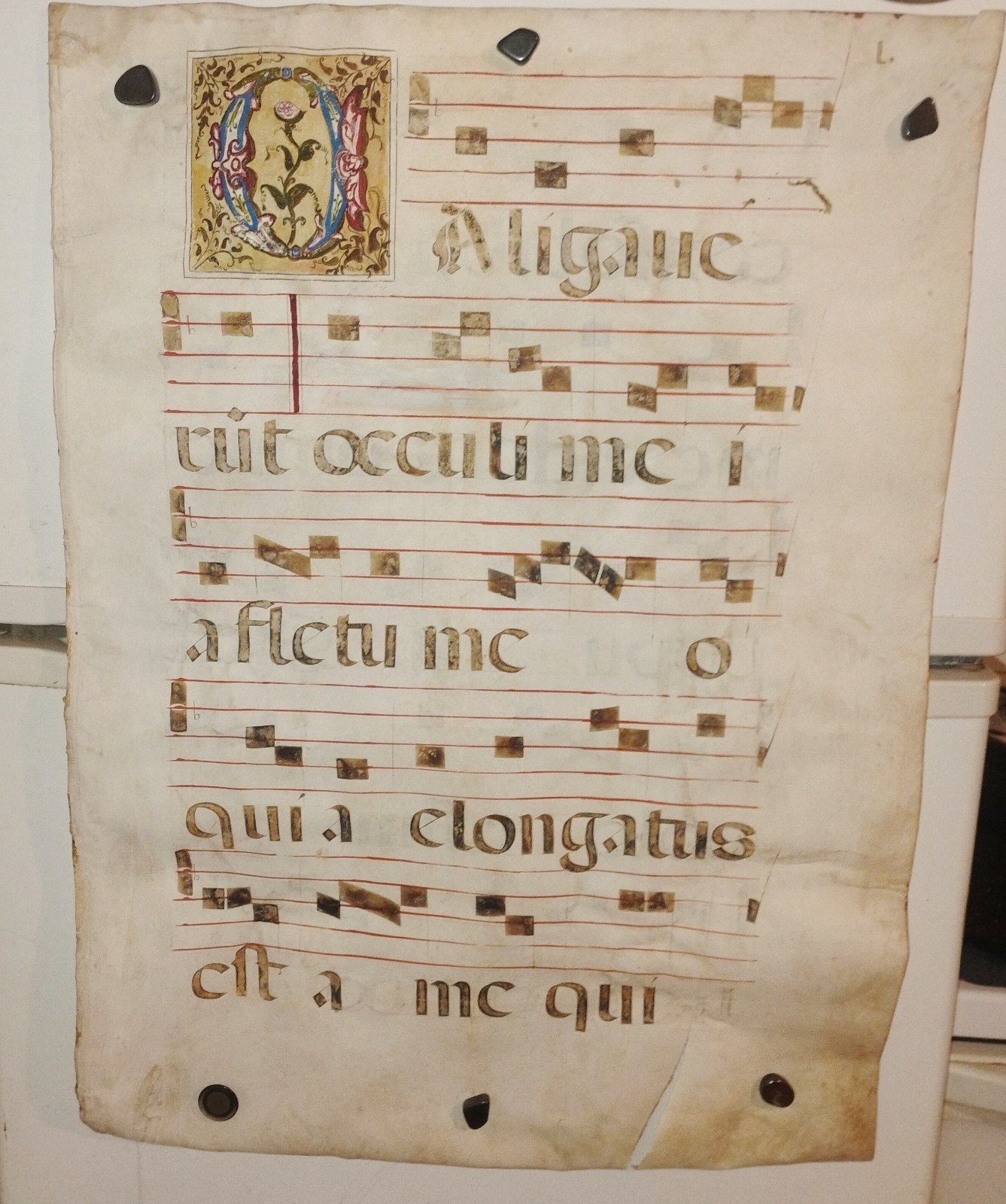 1500s Illuminated Medieval Manuscript Leaf Gregorian Chant on Vellum