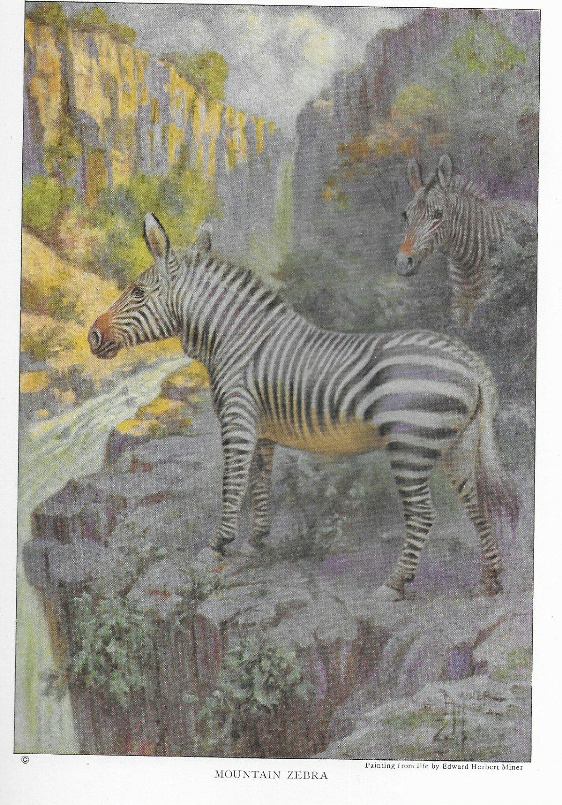 Mountain Zebra - CUSTOM MATTED - 1923 Vintage Horse Art Print - Gift
