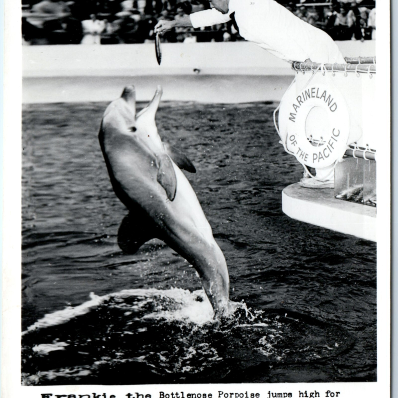 c1950s Palos Verdes, CA Marineland of the Pacific Frankie Porpoise RPPC Postcard c1950s Palos Verdes, CA Marineland of the Pacific Frankie Porpoise RPPC Postcard