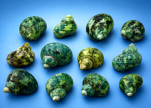 Green Turbo Shells Lot 25 pcs Craft Seashells Beach Decor Mixed sizes