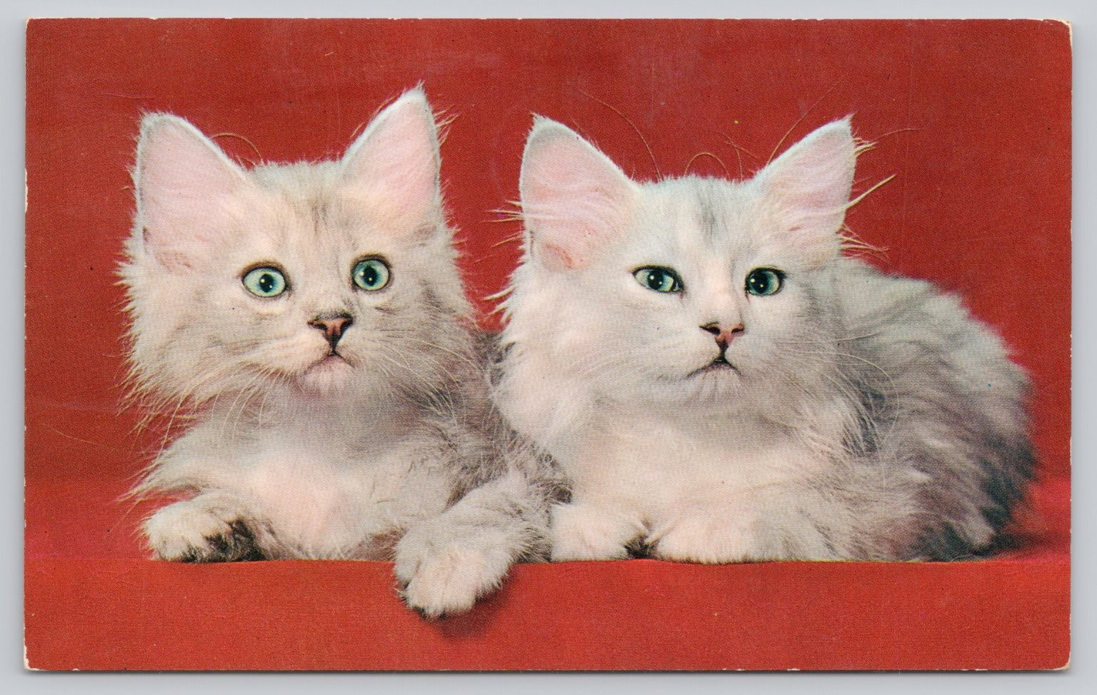 Vintage Plastichrome Postcard Two Fluffy Kittens Green Eyes 1960s Cats