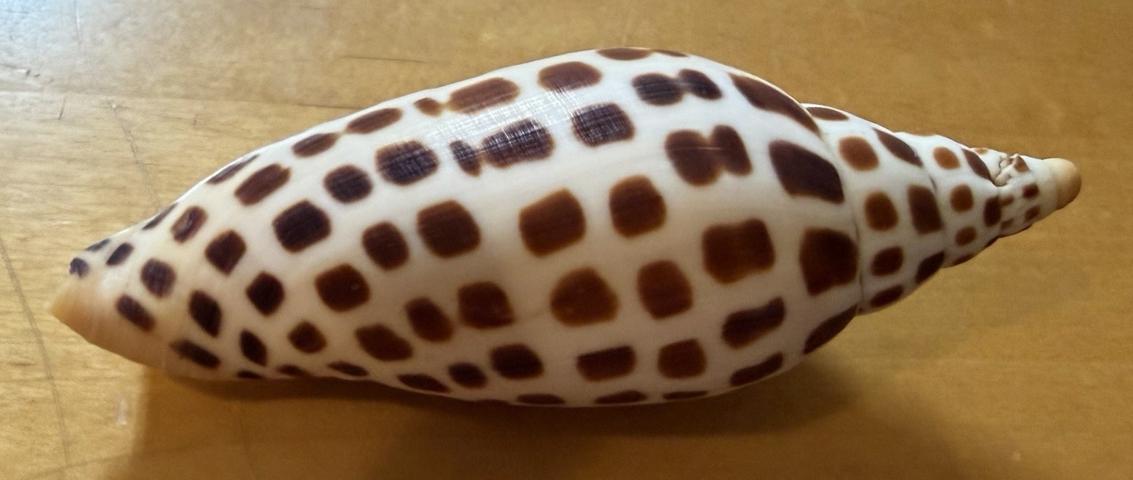 Scaphella Junonia Large 4 3/4\