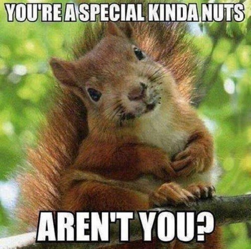 Funny Squirrel  refrigerator magnet 3 1/2x 3 1/2