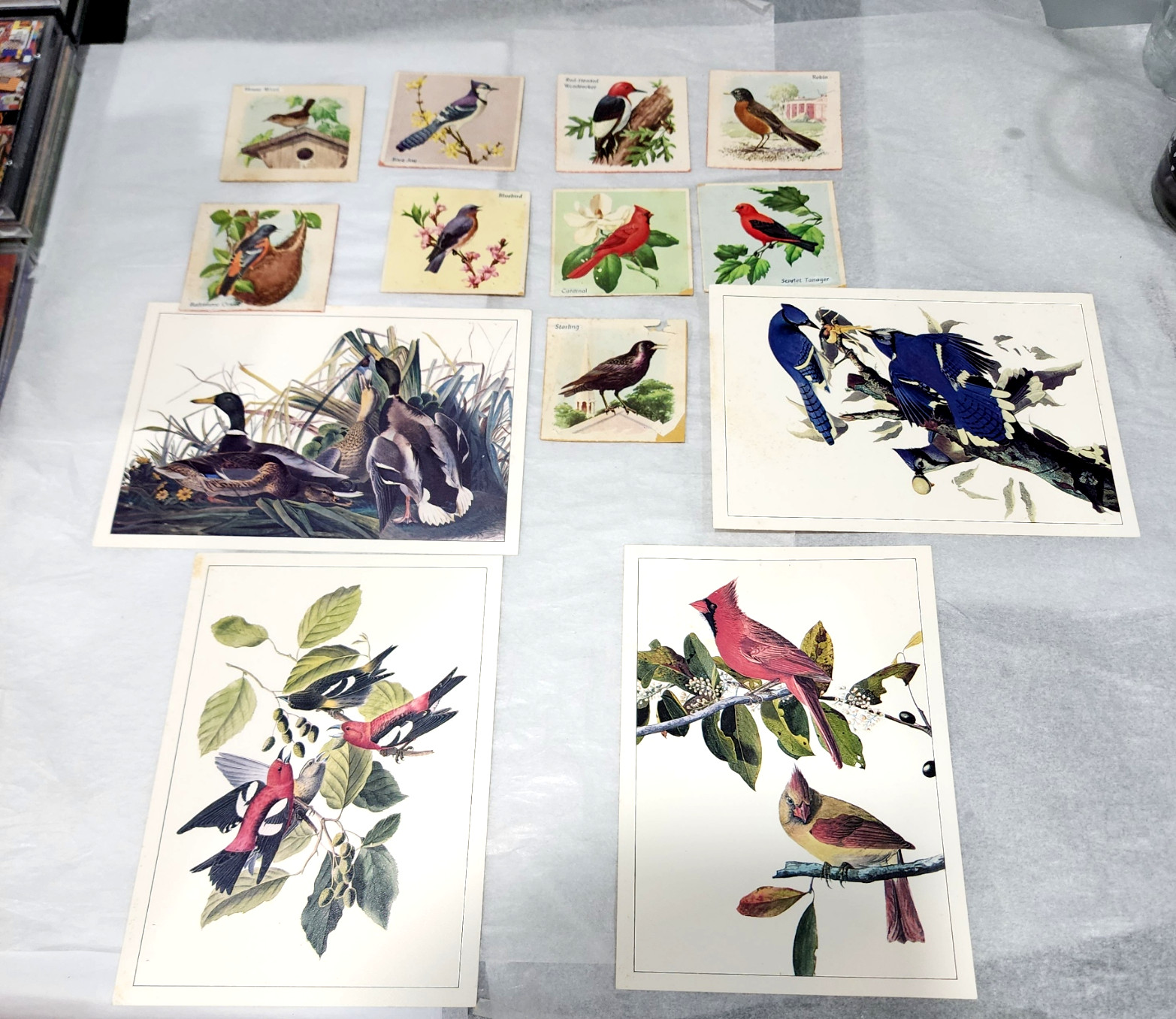 Vintage Audubon Bird Prints Lot NY Historical Cardinal Blue Jay Mallard 1938 Vintage Audubon Bird Prints Lot NY Historical Cardinal Blue Jay Mallard 1938