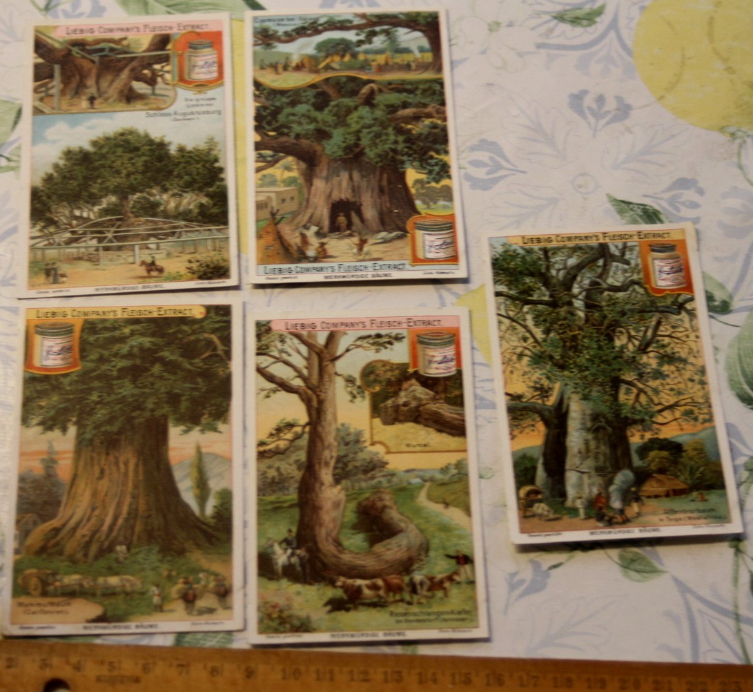 collectable pictures 5pcs Liebig\'s 1902 Collectible Picture Strange Trees Series 539 Vintage BP