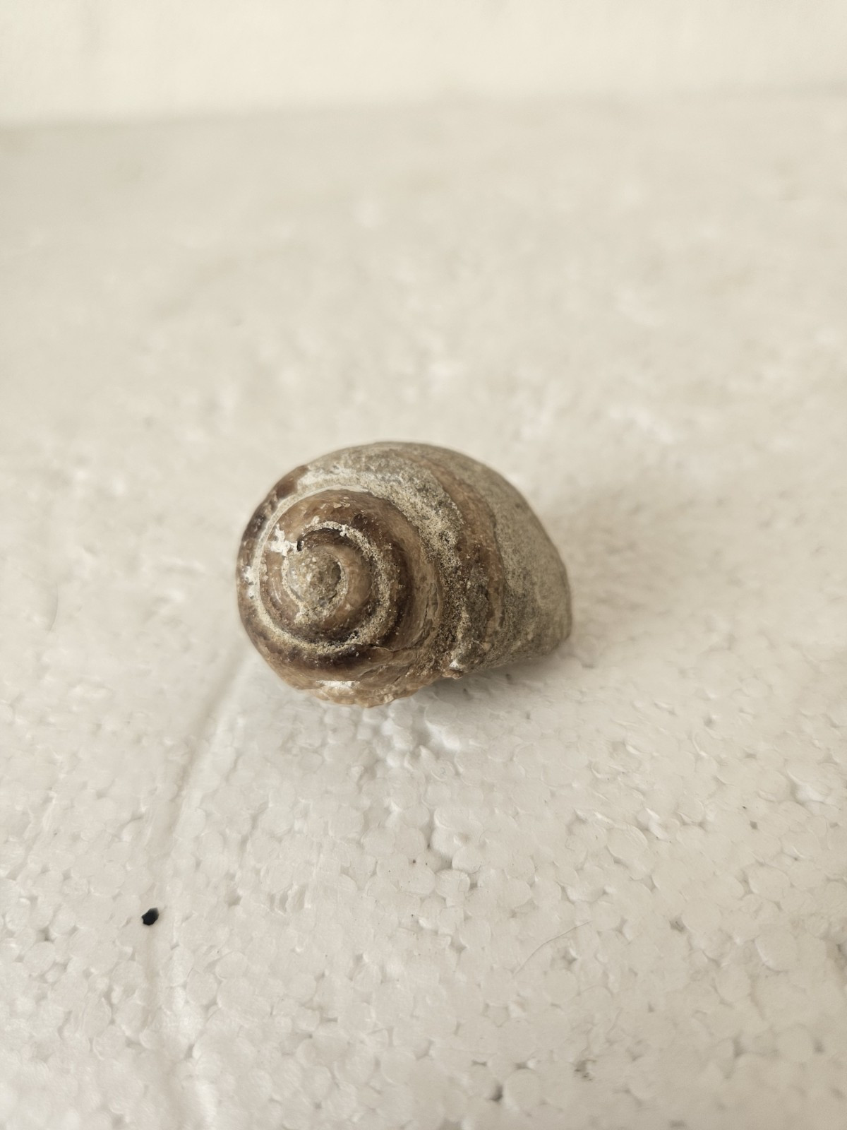 RRR RARE Snail Fossil