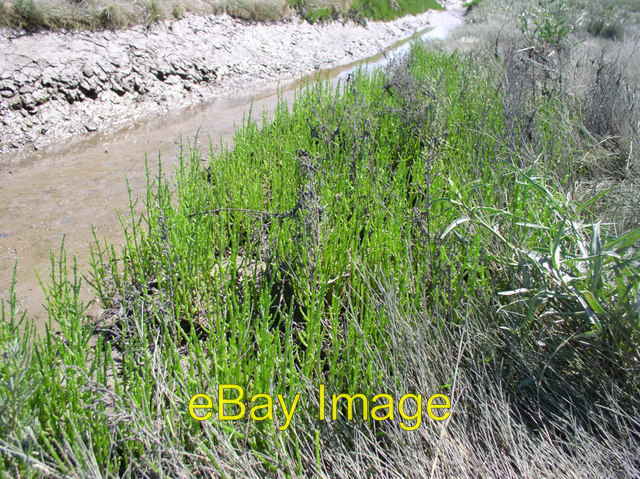 Photo 6x4 Marsh samphire Flint\/Y Fflint Salicornia europaea It emerges f c2006
