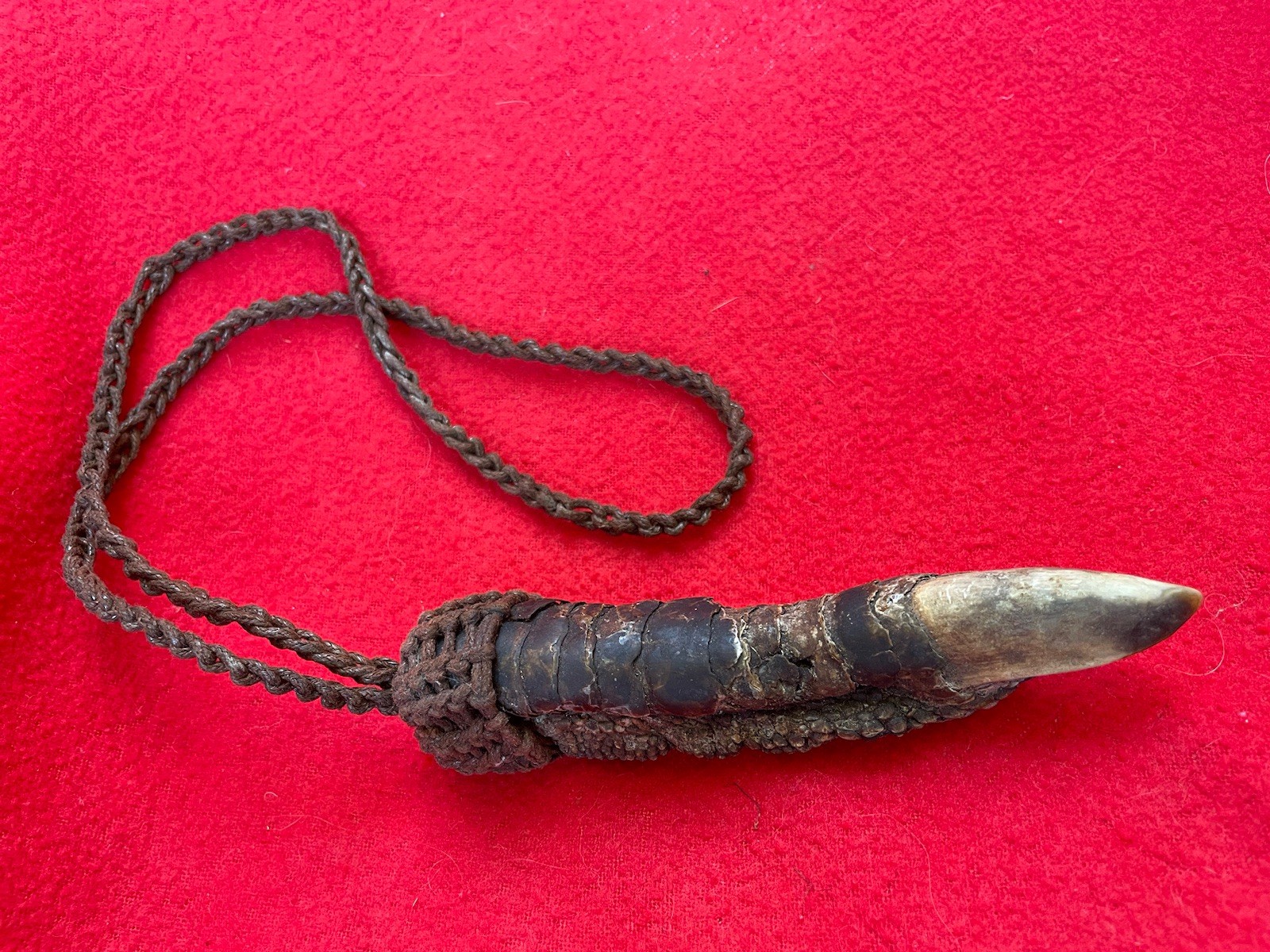 PNG Headhunter Traditional Hunter Medicine Cassowary Claw Necklace